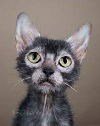 Lykoi Cat