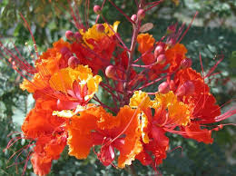 Image result for Caesalpinia rubra