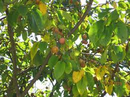 We did not find results for: Can Anyone Identify This Fruit Bearing Tree In Nc Grow Tomato How To Garden Trees Grass Lawn Flowers Irrigat Fruit Bearing Trees Fruit Garden Trees