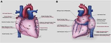 Coronary Venous Anatomy And Anomalies Journal Of Cardiovascular Computed Tomography