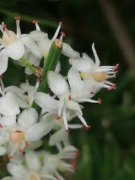 Image result for Asparagus natalensis