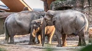 It is located on zürichbergstrasse, on the lower reaches of the zürichberg in the fluntern quarter. Neugeborenes Elefantli Im Zoo Zurich Starb An Kopfverletzungen Tierwelt