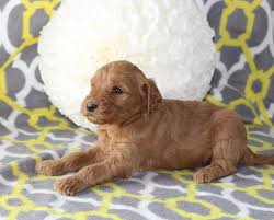 We wish everyone continued health and safety. Jenni An Aca Goldendoodle Puppy For Sale In Goshen Indiana Goldendoodle Puppy For Sale Puppies For Sale Miniature Goldendoodle Puppies