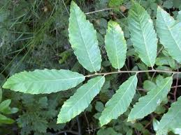 There is much more to identifying tree leaves than just by their shape. Castanea Sativa Sweet Chestnut Identification Guide