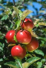 Rainfastness Characteristics Of Insecticides Wisconsin Fruit