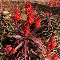 Image result for Aloe carnea