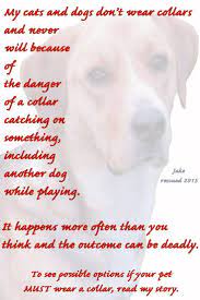 Why My Cats And Dogs Don T Wear Collars Dog Cat Dogs Cats