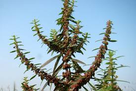 Image result for Ammannia baccifera