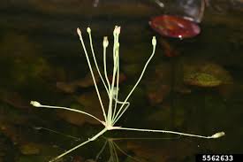 Image result for Eriocaulon afzelianum