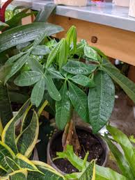 Image result for Pachira glabra