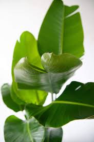 Reginae produces yellow blooms and only grow to 6ft where as the aforementioned nicolai grow to 30ft and adorn white flowers. Why Are My Bird Of Paradise S Leaves Curling Bloomscape