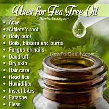 Uses For Tee Tree Oil Tea Tree Oil For Acne Tea Tree Oil Benefits Tea Tree Oil