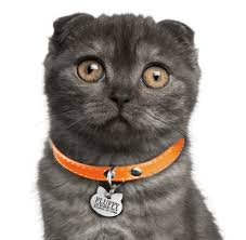 Try the craigslist app » android ios cl. Scottish Fold Kittens For Sale Adoptapet Com