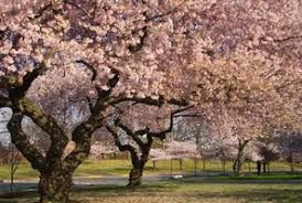 Then, after i saw a few flowers bloom, nothing else happened. The 5 Best Ornamental Trees For New Jersey Precision Tree Landscape