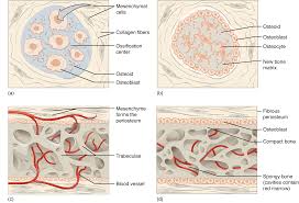 These units allow compact bone to. 6 4 Bone Formation And Development Anatomy Physiology