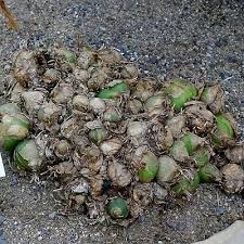 Image result for Schizobasis intricata