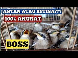 Cara Membedakan Cendet Anakan Jantan Dan Betina Youtube