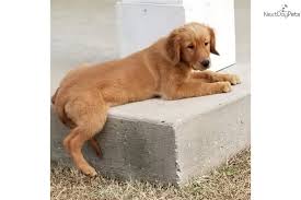 We wish everyone continued health and safety. Golden Retriever Puppy For Sale Near Tulsa Oklahoma Fd2b1f32 3091