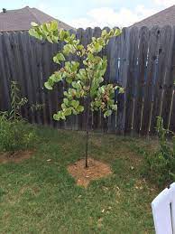 Because of the large amounts of seeds they produce, redbuds can seed about the garden but luckily, they are fairly easy to remove from where they aren't wanted. Newly Planted Redbud Losing All Leaves