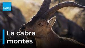 Cabra montés: un espectáculo de cortejo único - Fundación Aquae