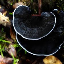Black And White Mushroom Lovely Black White Mushrooms Costa Rica Via Freyman Danilo Freymanbg On Instagram Stuffed Mushrooms Magical Mushrooms Mushroom Varieties