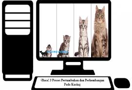 Compare prices on popular products in bedding. Baca 3 Proses Pertumbuhan Dan Perkembangan Pada Kucing