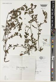 Image result for Hexasepalum sarmentosum