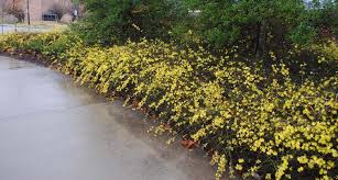 Image result for Jasminum nudiflorum