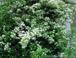 Image result for Pycnosphaera buchananii