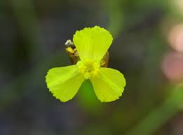 Image result for Xyridaceae