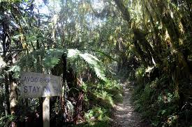 Established in 1993, the park is jamaica's one and only national park. Blue And John Crow Mountains National Park
