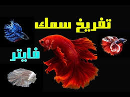 تزاوج وتفريخ سمك فايتر Betta Splendens Youtube