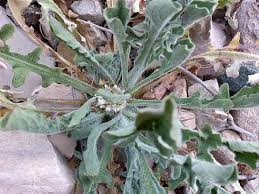 Image result for Centaurea melitensis