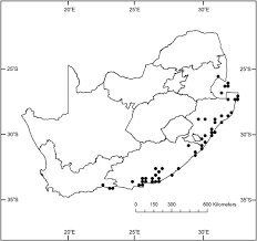 Image result for Isoglossa gregorii