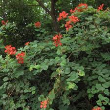 Image result for Bauhinia galpinii