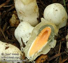 Image result for Mutinus caninus