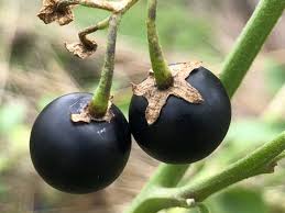 Image result for Solanum giganteum