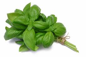 34 فائدة من فوائد الريحان للشعر وصحة Herbs Basil Health Benefits Basil