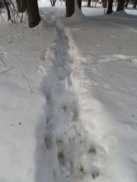We did not find results for: Snow Tracking Linda J Spielman
