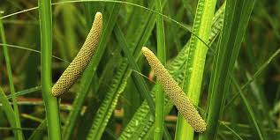 Image result for Calamus deerratus