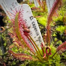 Image result for Seddera capensis