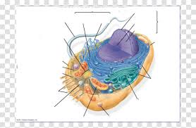 Maybe you would like to learn more about one of these? Animal Cell Diagram Unlabeled Basic Animal Cell Diagram Unlabeled Dynamite Bomb Weapon Weaponry Transparent Png Pngset Com