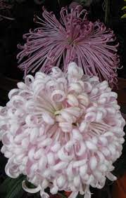 Pin On Growing Chrysanthemums Mums For Show