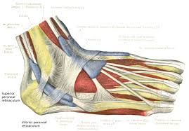 Check spelling or type a new query. Peroneal Retinacula Wikipedia