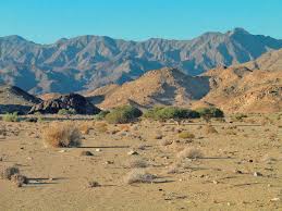 Image result for Chascanum schlechteri