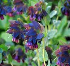 Hello everybody,i'm quite happy to show you how to make these self i'm quite happy to show you how to make these self watering seed pods! 32 Part Shade Annuals From Seed Ideas Shade Annuals Plants Flowers