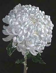 Chrysanthemum Pictures Pics Images And Photos For Inspiration Beautiful Flowers Chrysanthemum Chrysanthemum Flower
