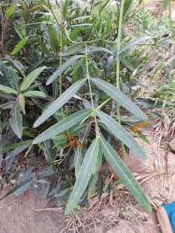 Image result for Secamone