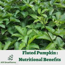 Image result for Telfairia occidentalis