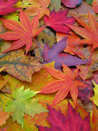 The maple flowers come in four colors. Image Gallery A Rainbow Of Fall Leaves Live Science